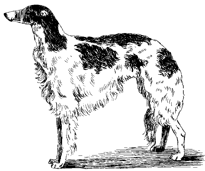 Borzoi - Levriero russo