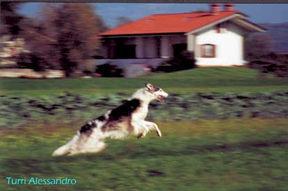 Borzoi - Levriero russo di Alessandro Turri