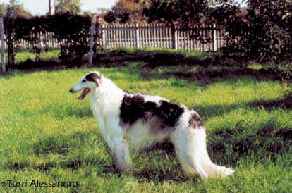 Borzoi - Levriero russo di Alessandro Turri