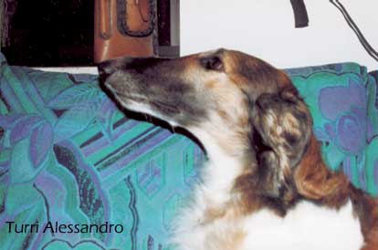 Borzoi - Levriero russo di Alessandro Turri