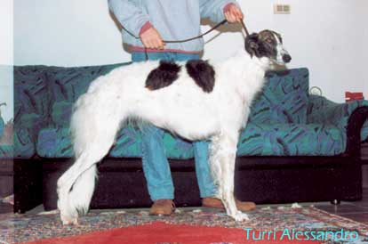 Borzoi - Levriero russo di Alessandro Turri