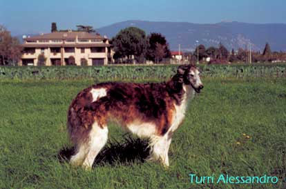 Borzoi - Levriero russo di Alessandro Turri